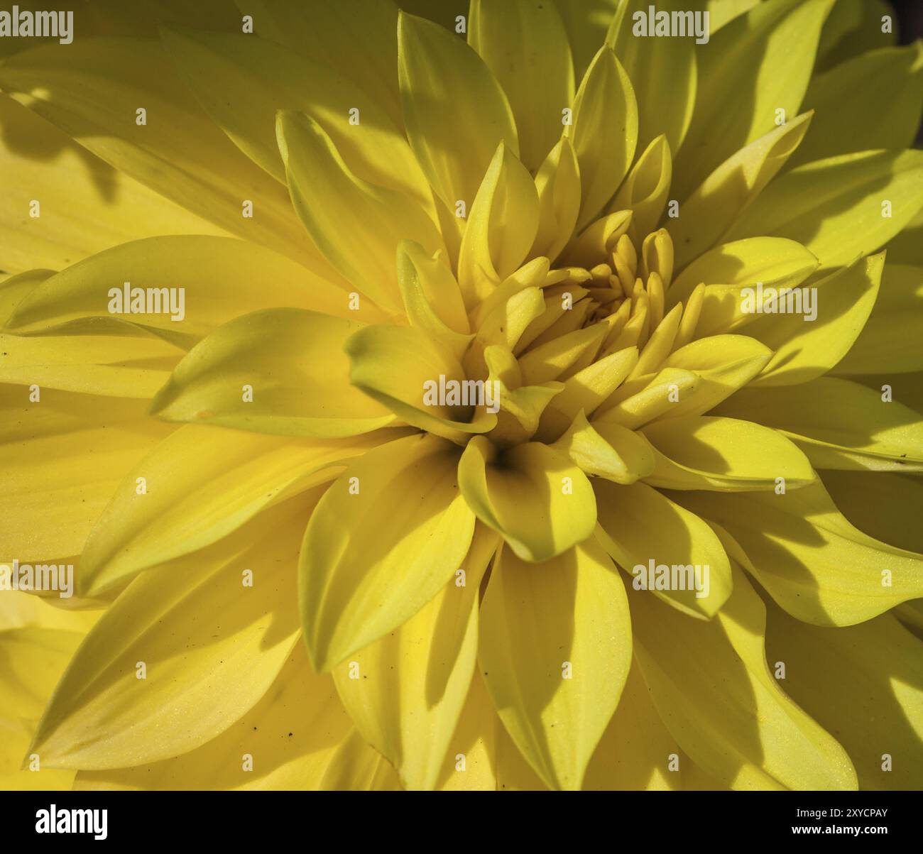 Close up shot nicely hi-res stock photography and images - Alamy