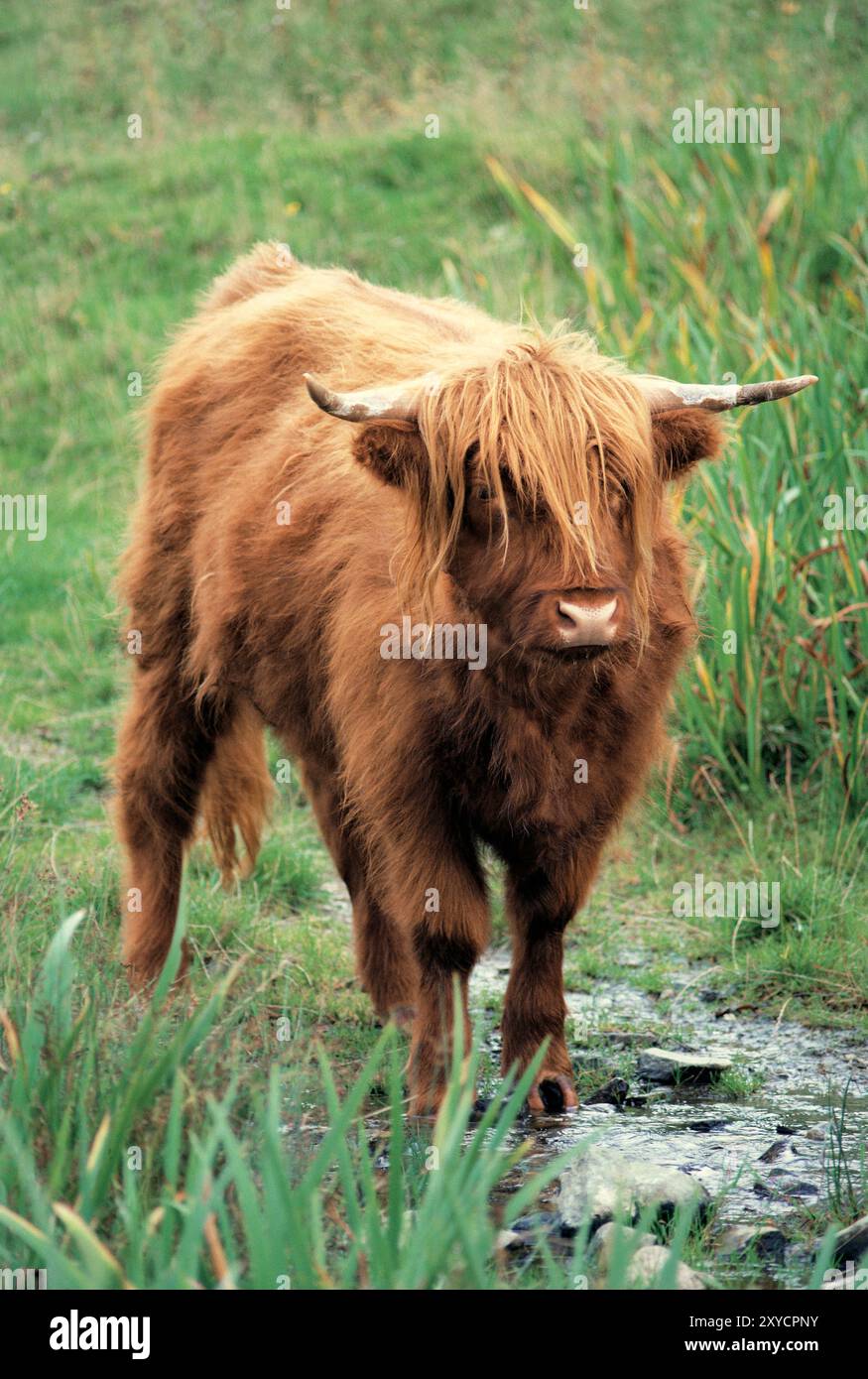 Scotland. Highland cattle. Front view of one animal standing. Stock Photo