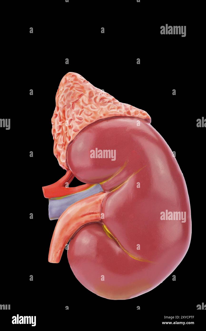 Human kidney model isolated on black background Stock Photo - Alamy