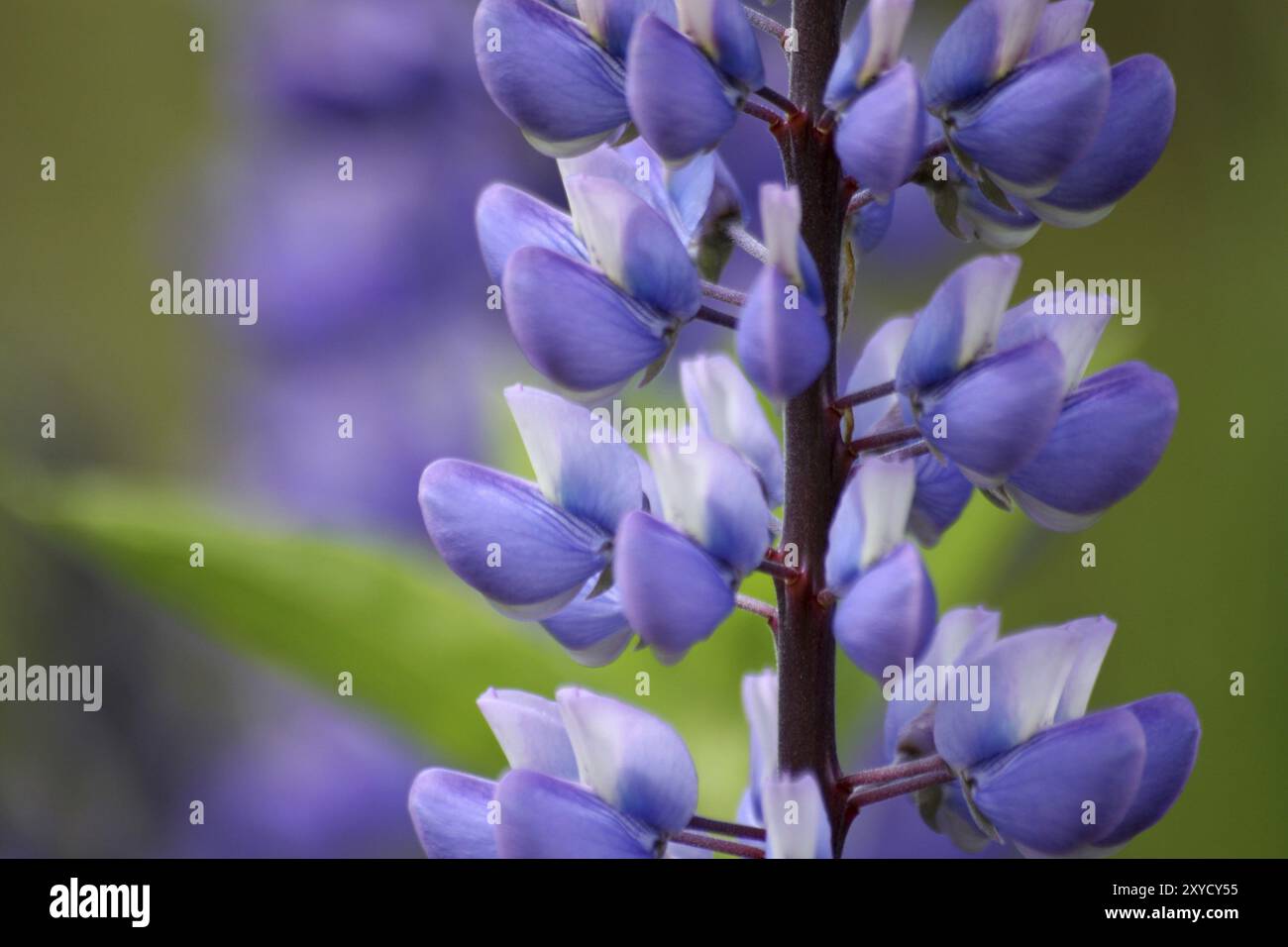 Lupin crop in bloom hi-res stock photography and images - Alamy