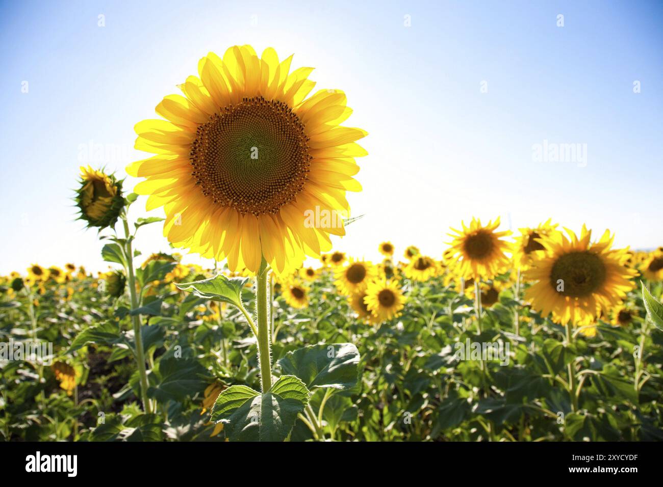 Sunflower field and blue sky background Stock Photo - Alamy