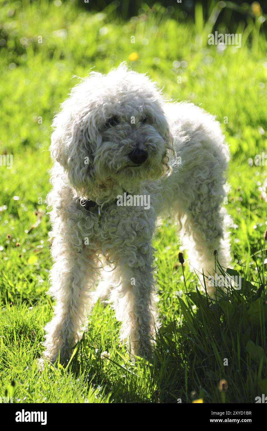 Poodle silhouettes hi-res stock photography and images - Alamy