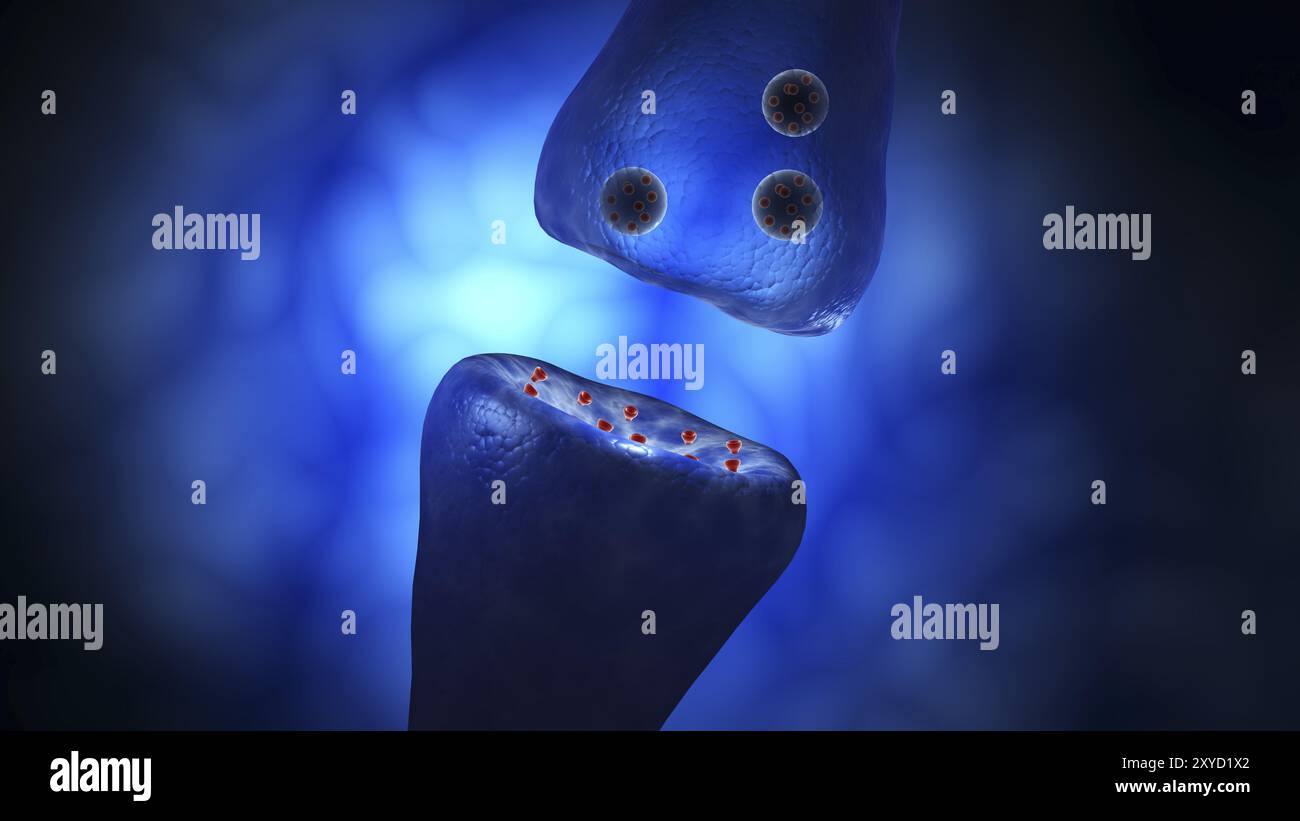 Synaptic vesicles hi-res stock photography and images - Alamy
