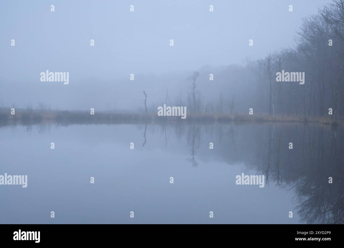 Wild lake in dense hi-res stock photography and images - Alamy