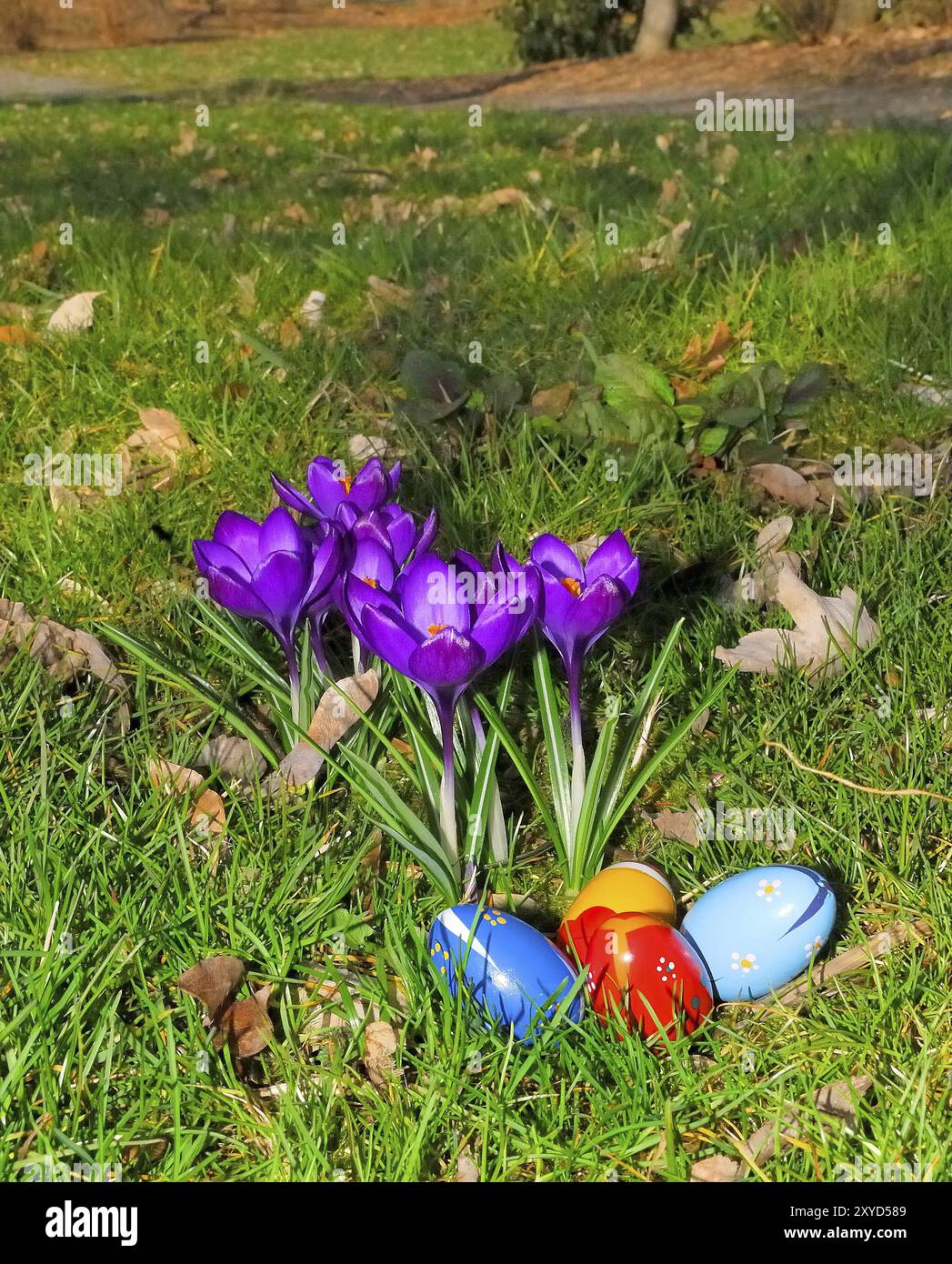 Crocuses on a lawn with Easter eggs Stock Photo