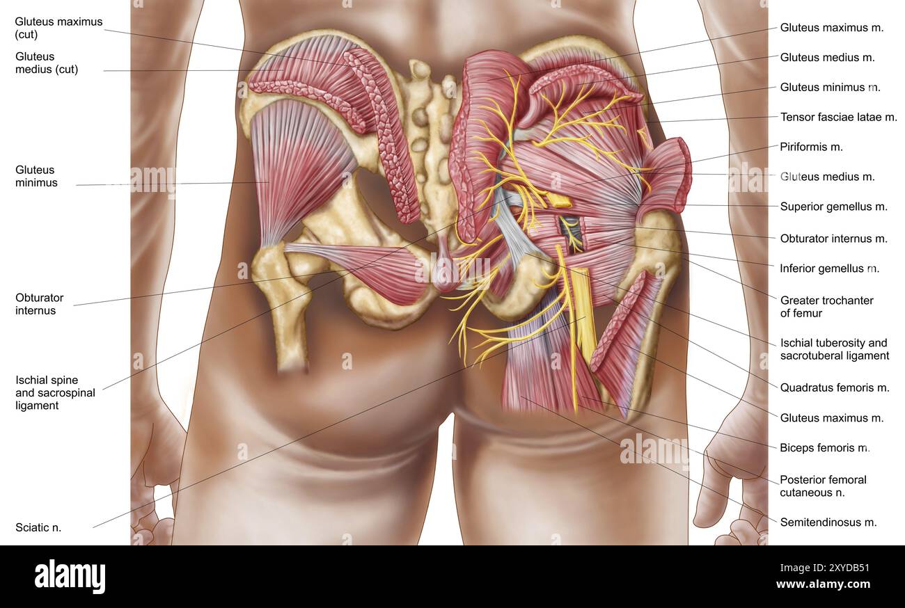Muscles of the buttocks and thigh sale