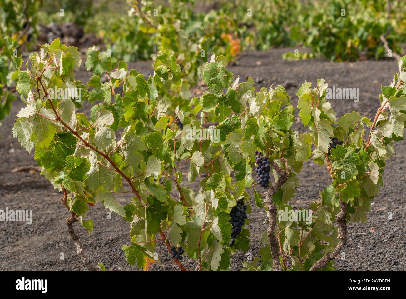 Wine plants in Lava field at the Crater from Pico do Fogo in Cha das ...
