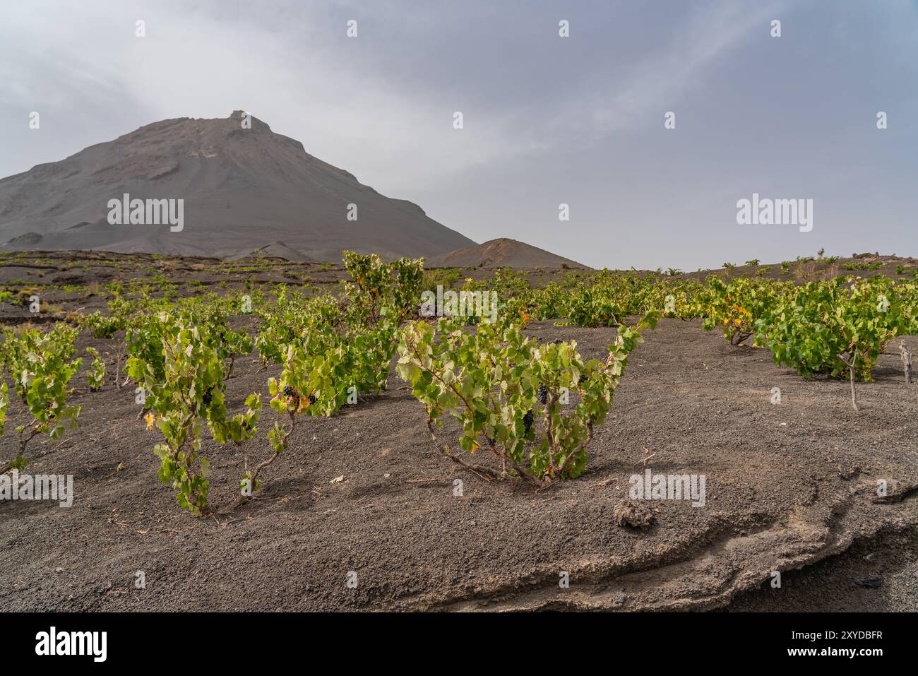 Wine plants in Lava field at the Crater from Pico do Fogo in Cha das ...