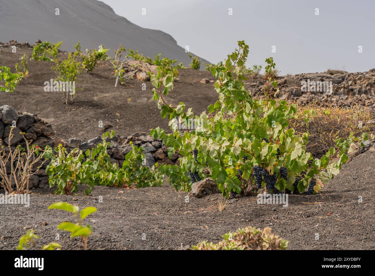 Wine plants in Lava field at the Crater from Pico do Fogo in Cha das ...