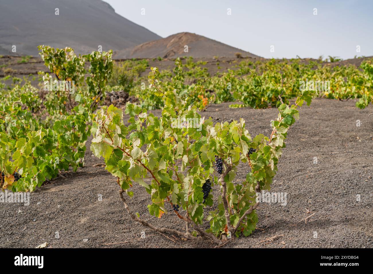 Wine plants in Lava field at the Crater from Pico do Fogo in Cha das ...