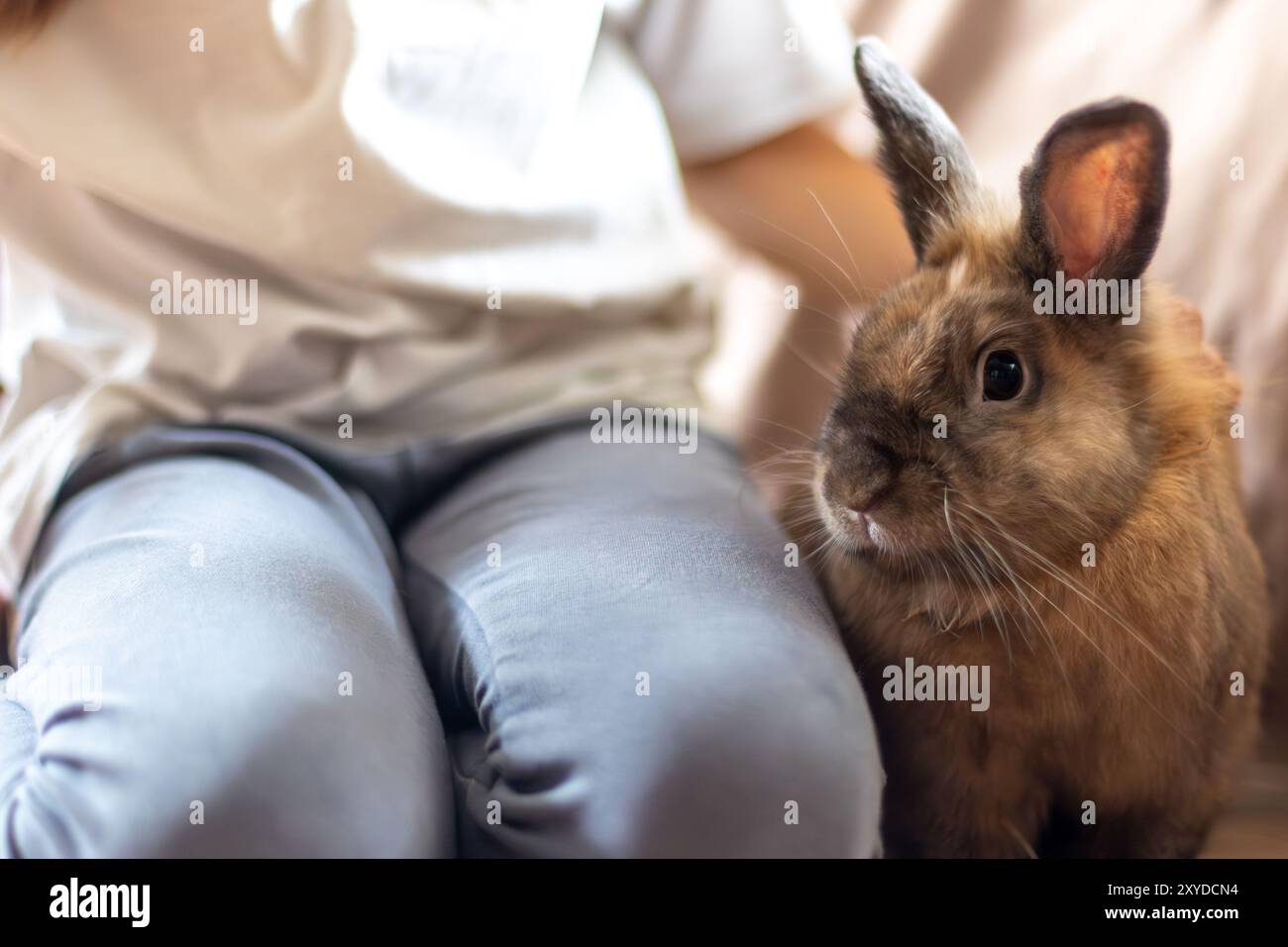 A pretty little girl is playing with a pet rabbit. Pets concept Stock ...