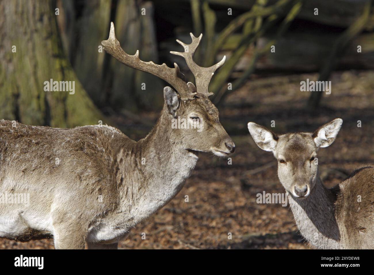 Variegated fallow hi-res stock photography and images - Alamy