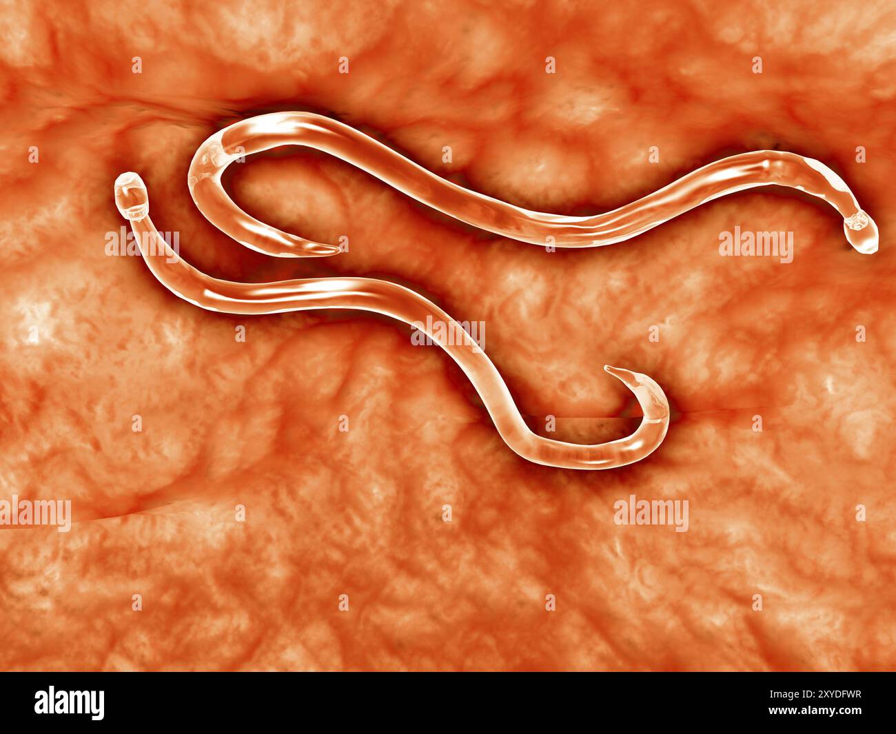 Microscopic view of hookworm. The hookworm is a parasitic nematode that lives in the small intestine of its host, which may be a mammal such as a dog, Stock Photo