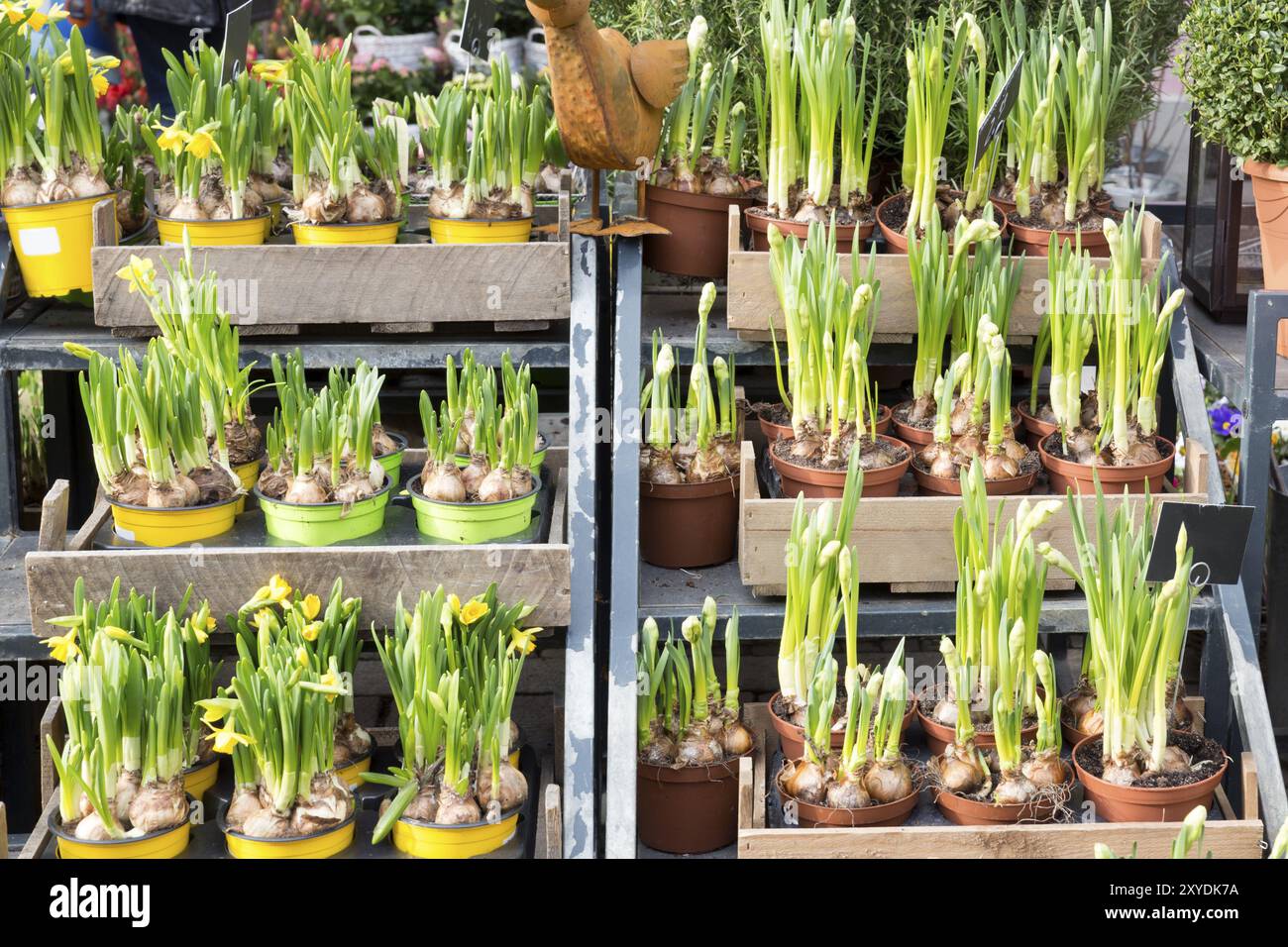 Daffodils in small pots Stock Photo