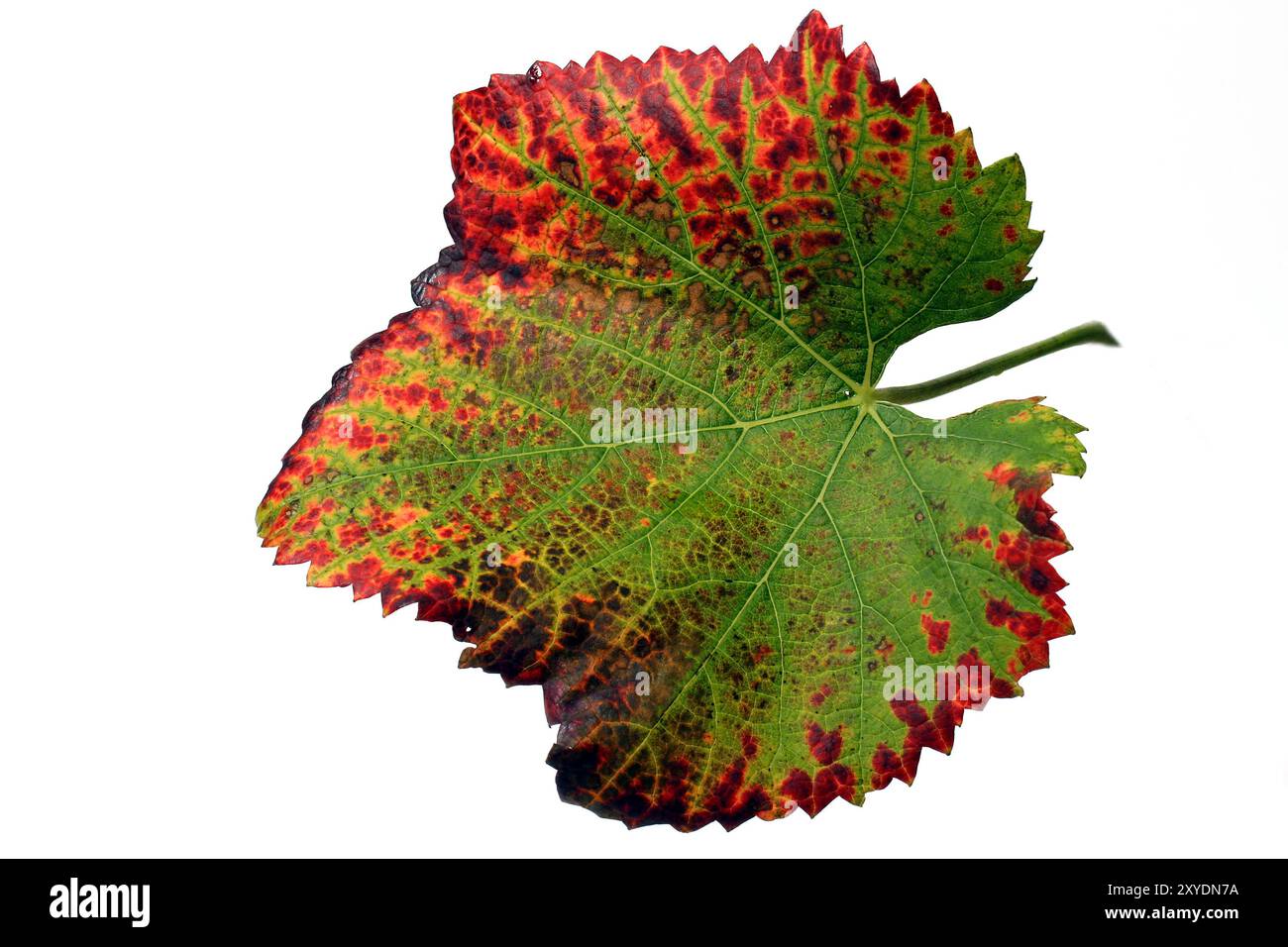 Colourful vine leaves Stock Photo