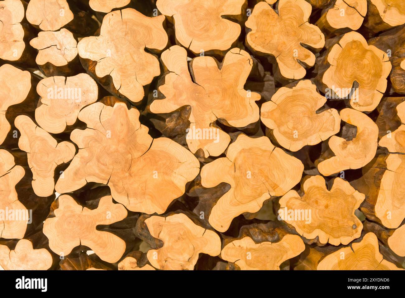 Cross section tree roots hi-res stock photography and images - Alamy