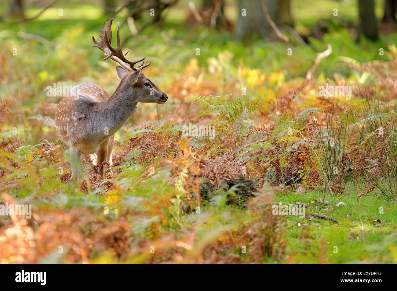 Ecological fallow hi-res stock photography and images - Alamy