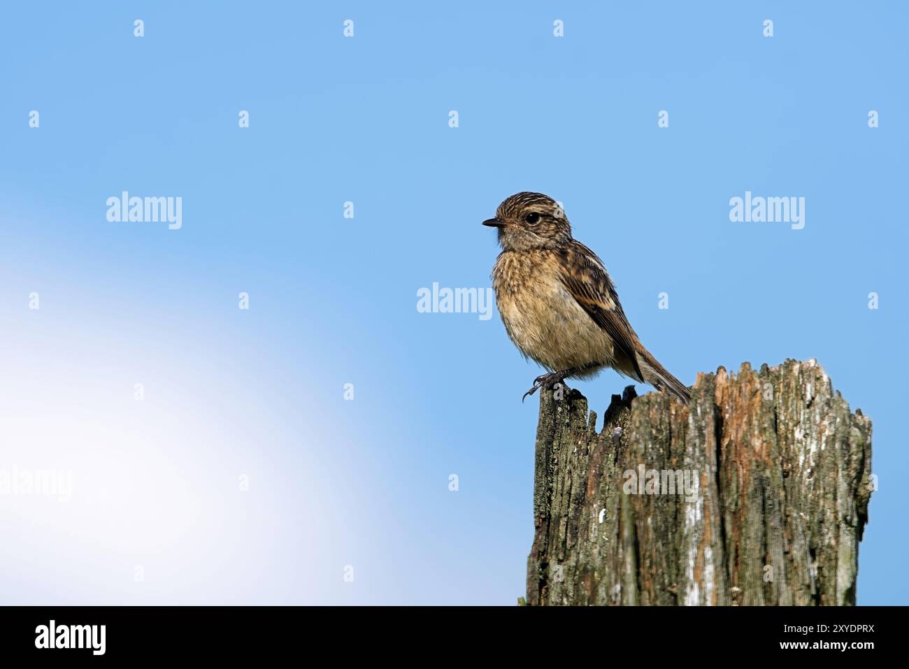 Juvenile stonechat Stock Photo