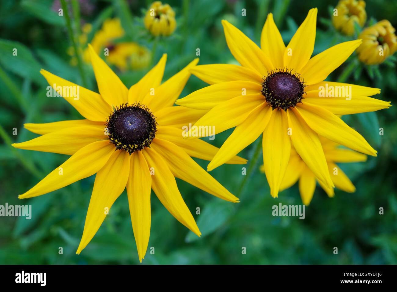 Yellow coneflowers , Echinacea Paradoxa , Yellow coneflower is a plant in the sunflower family, coneflower with yellow  petals and  dark stamens, Stock Photo