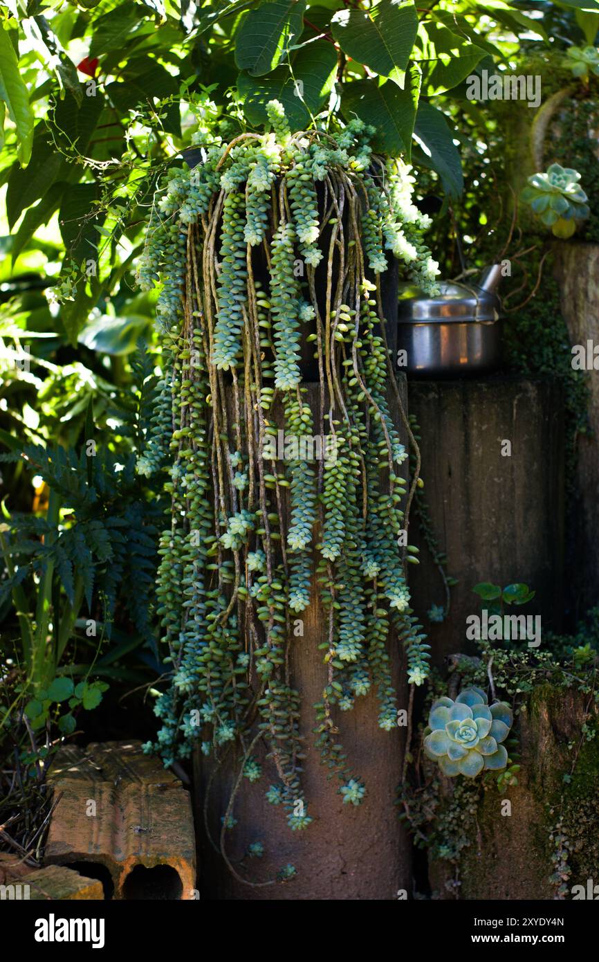 A beautiful hanging pot with a 'Finger Cactus' succulent, suspended from a  tree. The plant's unique shape and vibrant green color are showcased agains  Stock Photo - Alamy
