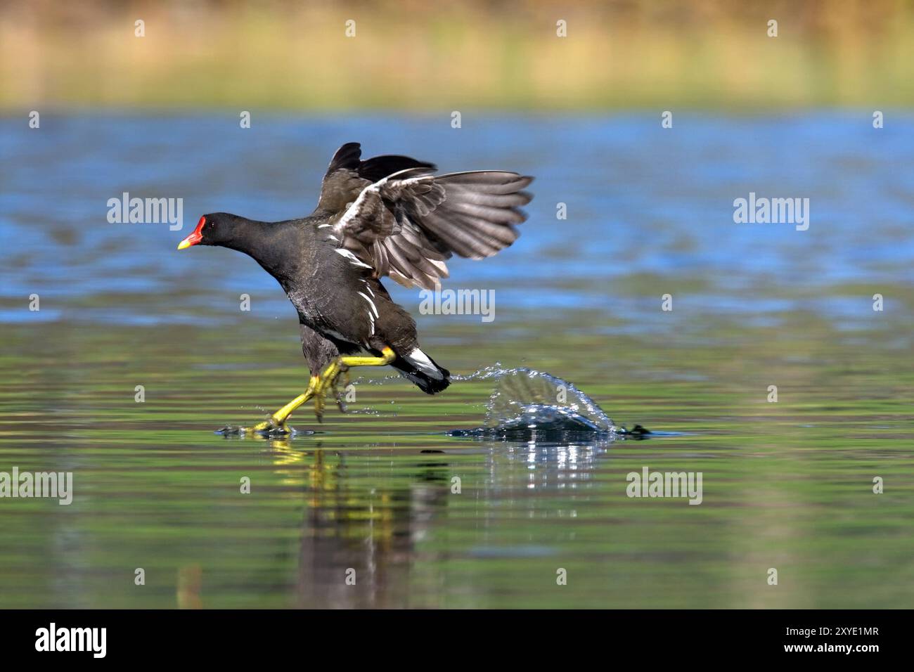 Moorhen Stock Photo