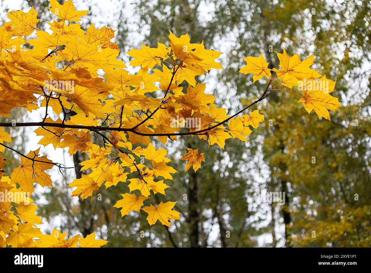 Leaves snowflake maple hi-res stock photography and images - Alamy