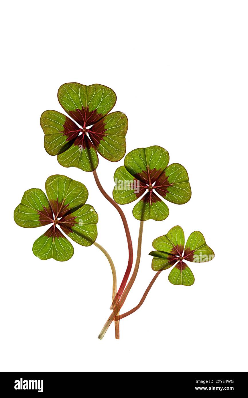 Four leaf clovers isolated Cut Out Stock Images & Pictures - Alamy
