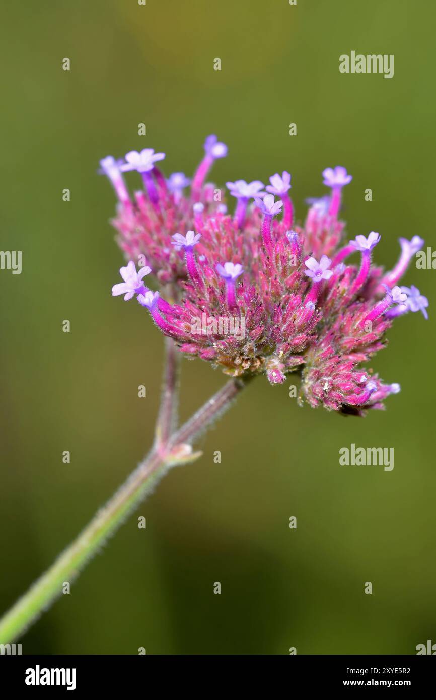 Close up purpletop vervain flowers hi-res stock photography and images ...