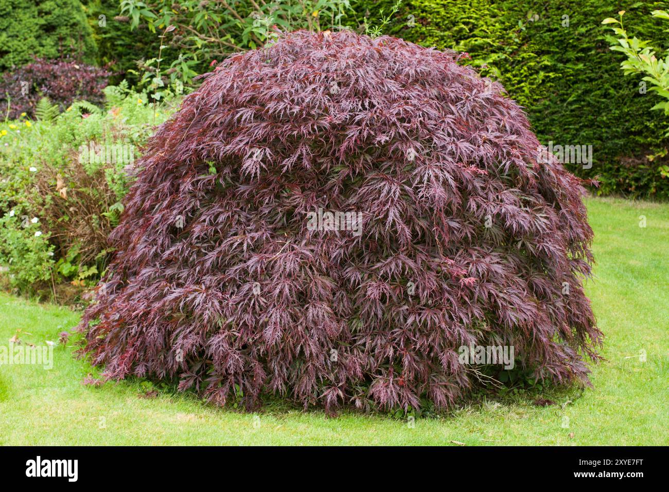 A large Japanese maple tree growing in a garden in the United Kingdom Stock Photo