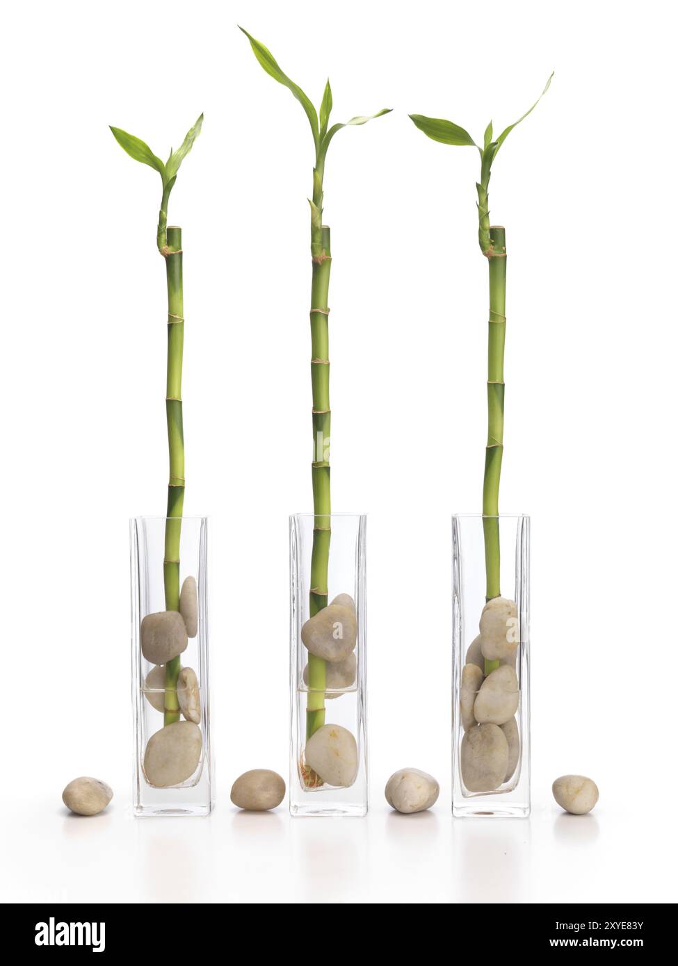 Three lucky bamboo Feng Shui plants in vases isolated on white background  Stock Photo - Alamy