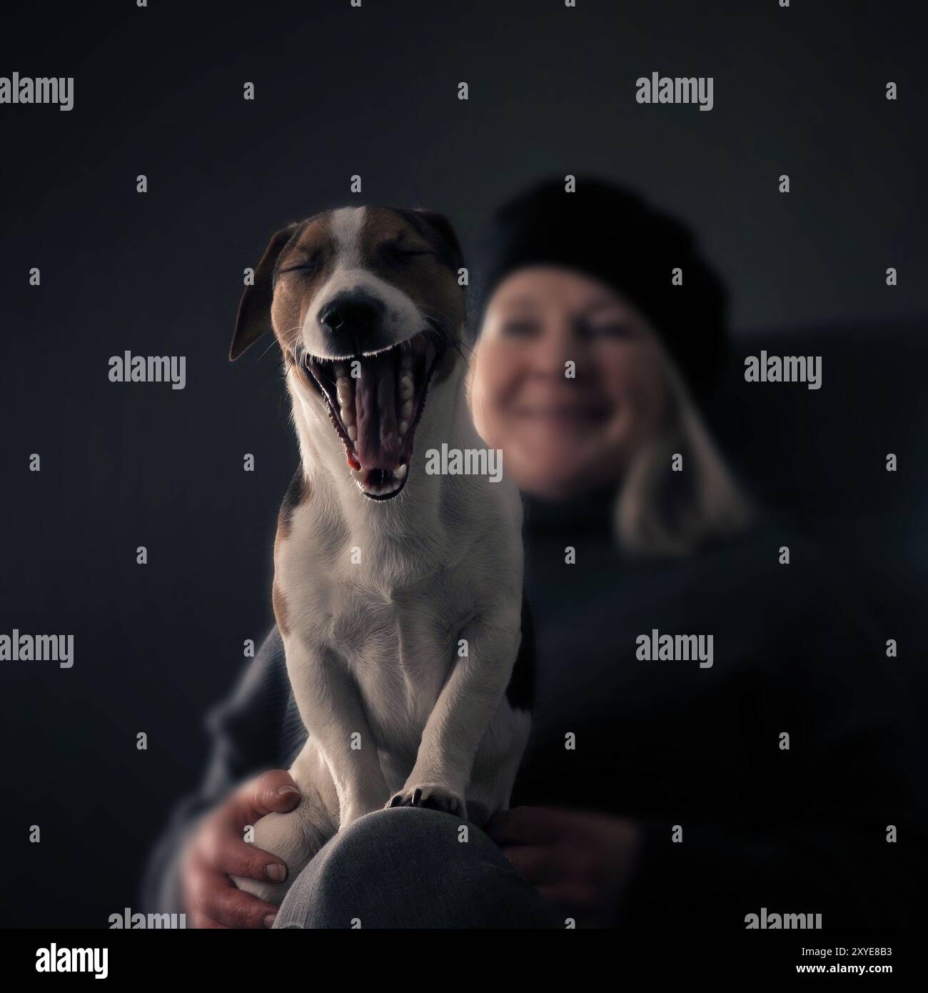 Laechelnder Jack Russell Terrier, Studio Aufnahme Stock Photo