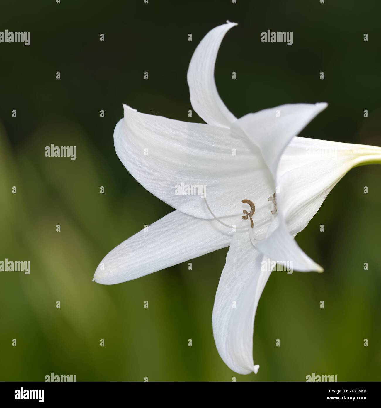 Crinum x powellii Stock Photo