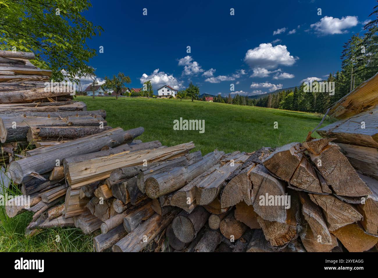 Old trees cut in the forest in the mountains stacked, preparing fuel for winter, heating the house with wood Stock Photo