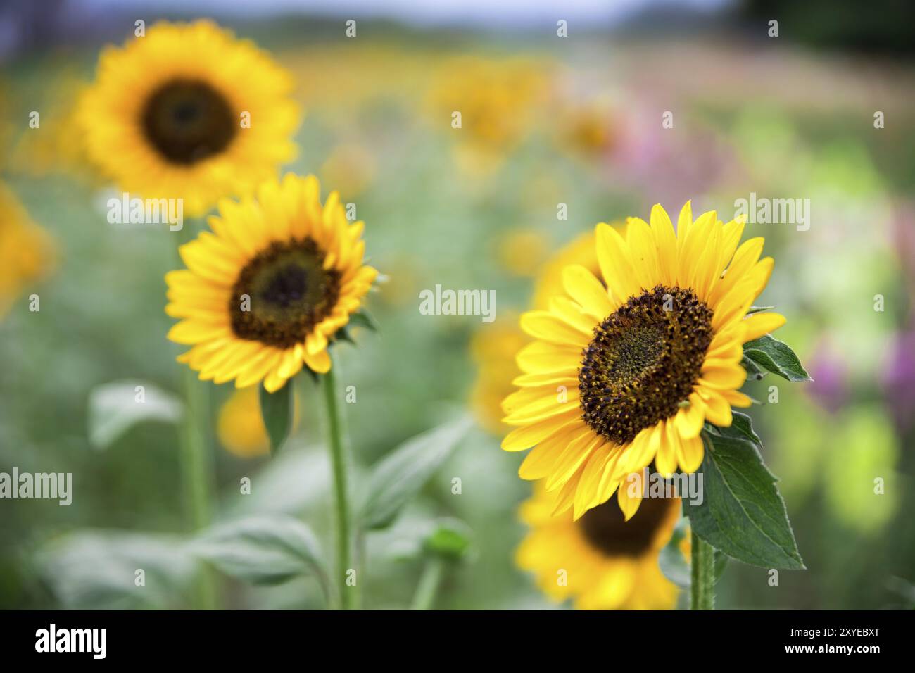 Field of blooming sunflowers, summer Stock Photo - Alamy