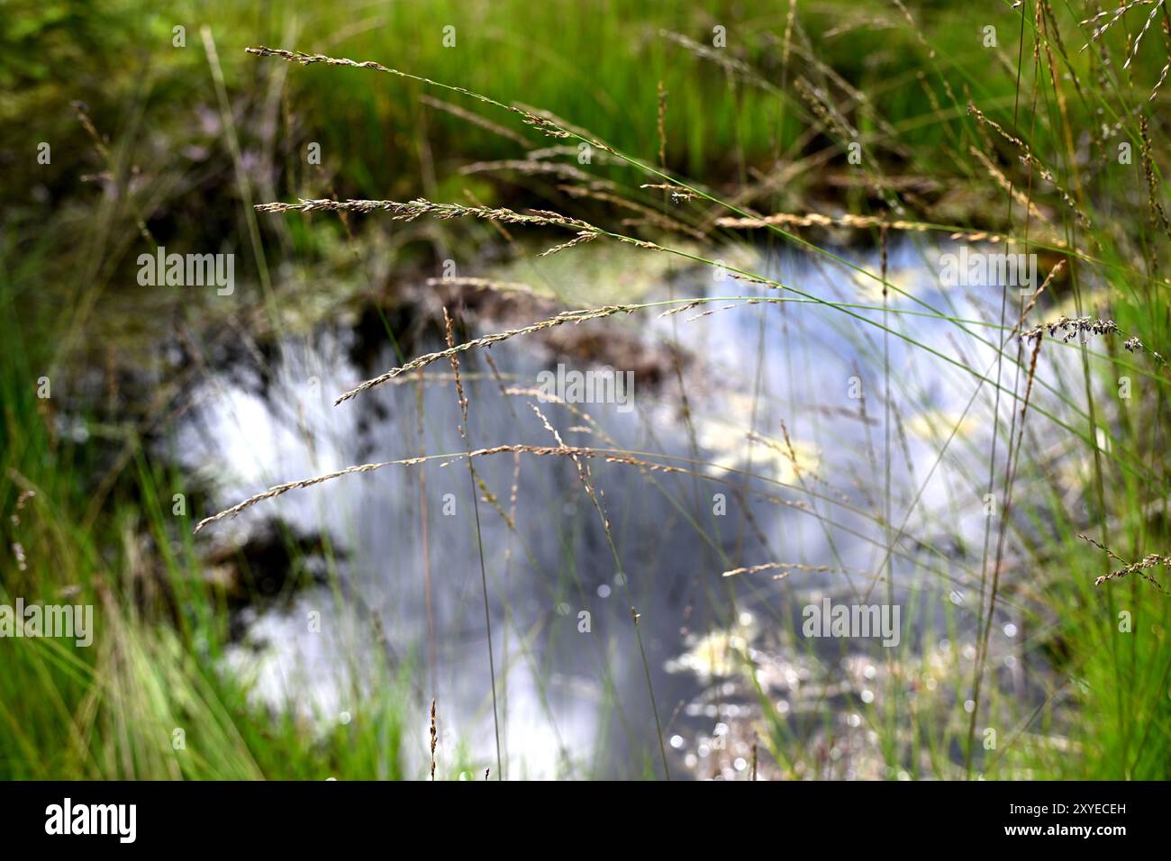 Moor Example THEME PICTURE - Project 'image of the future': In times of climate ...