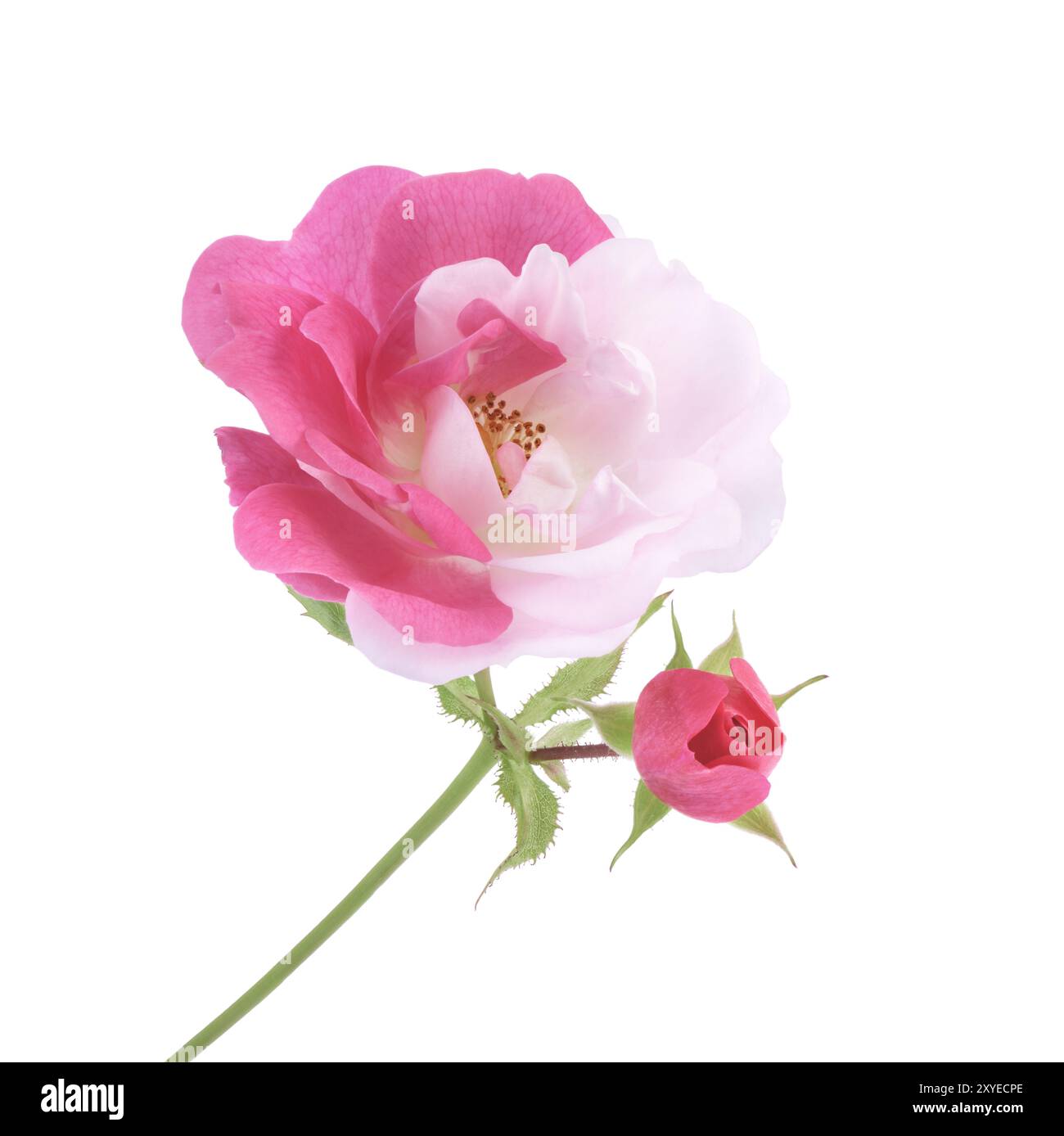 Half pink half white Damask Rose bi-color sporting flower and a bud on a green stem. Isolated on white Stock Photo