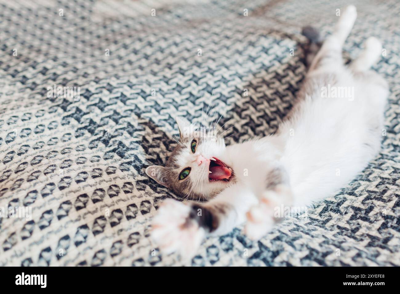 White and grey cat yawning lying on couch covered with blanket at home. Pet stretching. Sleepy kitten relaxing feeling cozy and comfortable Stock Photo