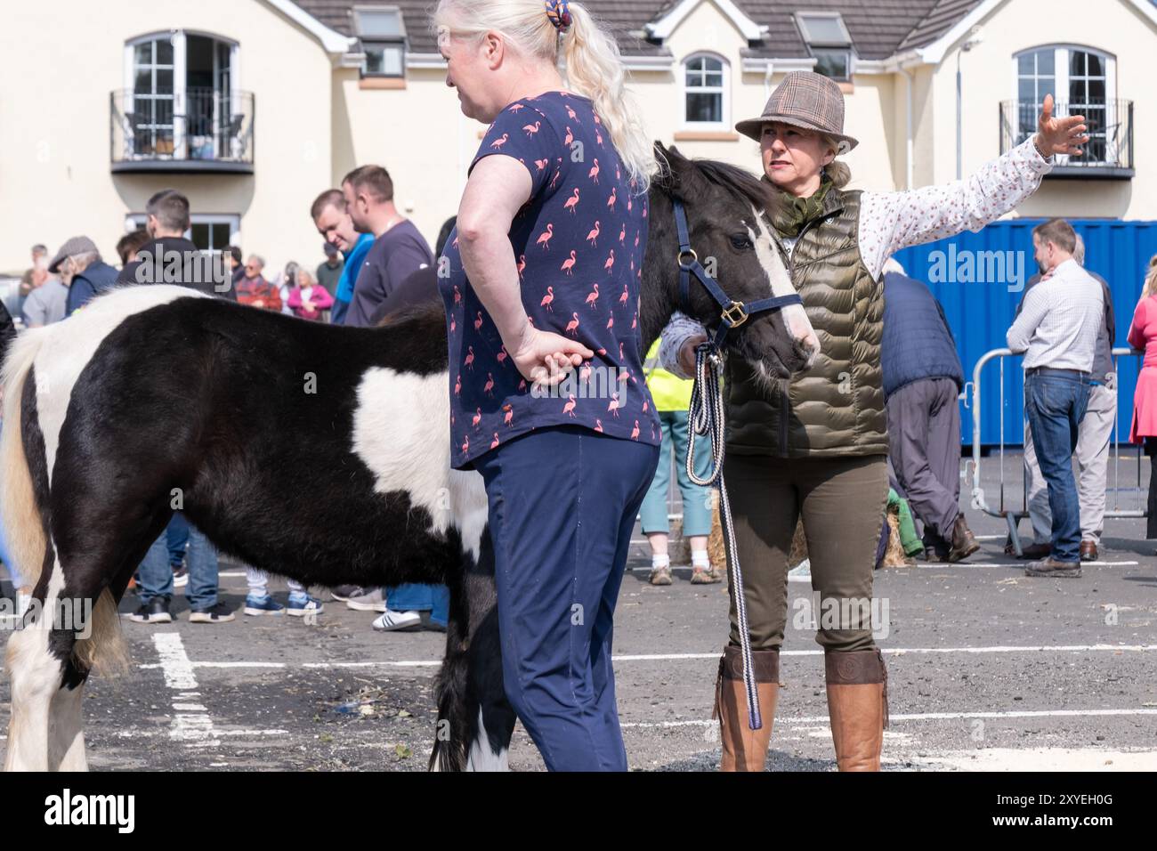 Lady in tweed style country hat and country clothing with small dark chocolate and white colour horse. Ballycastle, UK - August 24th, 2024. Stock Photo