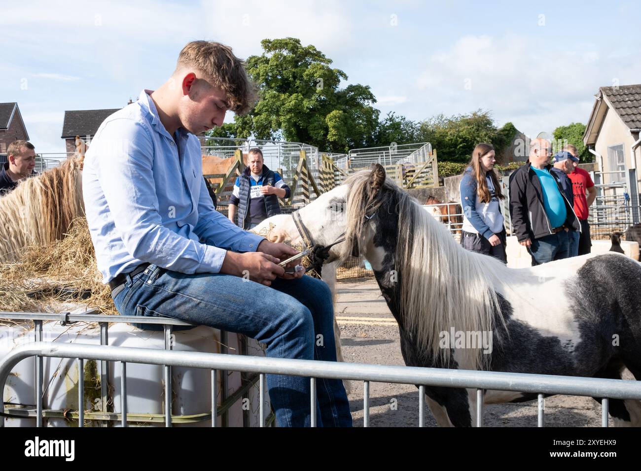 Young man sitting on large plastic container looking at phone with small dark brown and white horse beside. Ballycastle, UK - August 26th, 2024. Stock Photo