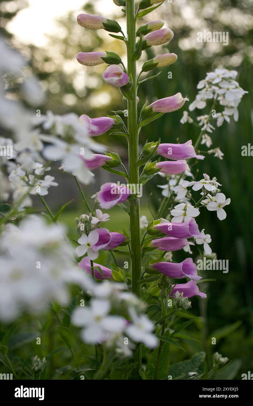 Foxglove (Digitalis purpurea) with Wild Sweet William (Phlox maculata) in a London garden, UK Stock Photo