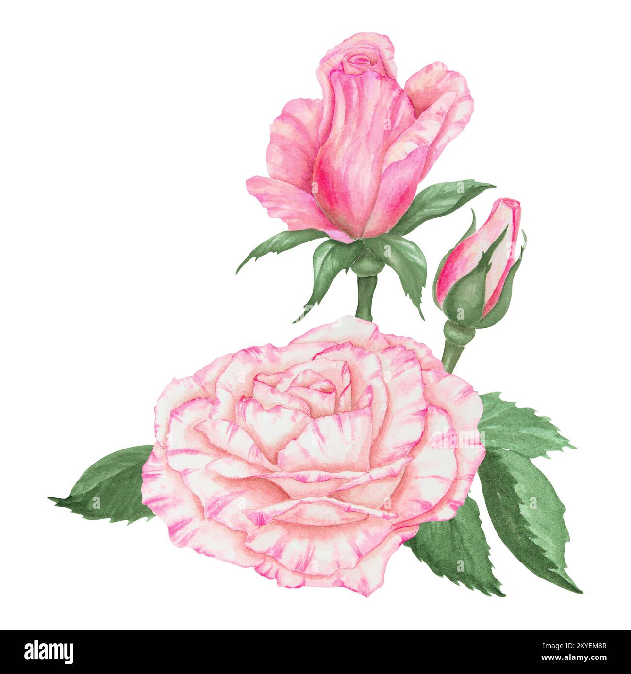Light pink rose bouquet. Watercolor botanical illustration. Hand drawn ...