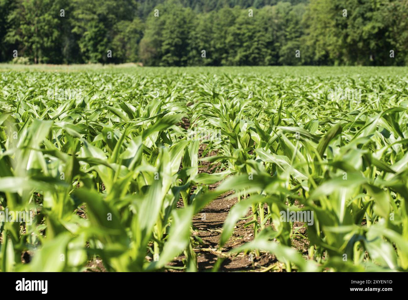 Young cornfield rows growing hi-res stock photography and images - Alamy