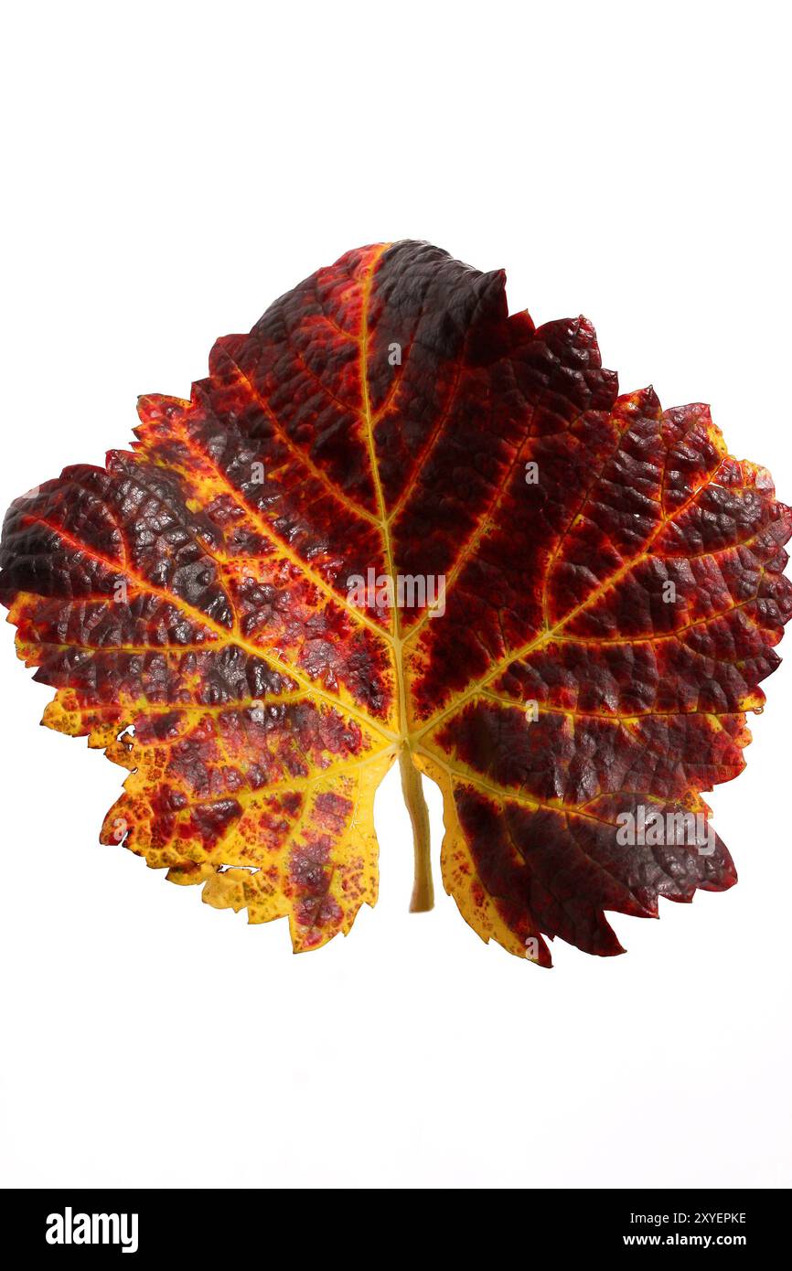 Colourful vine leaves Stock Photo