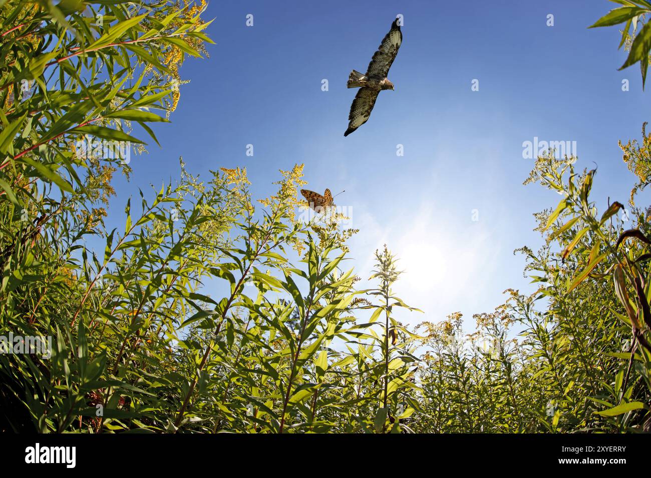 Frogs and insects hi-res stock photography and images - Alamy