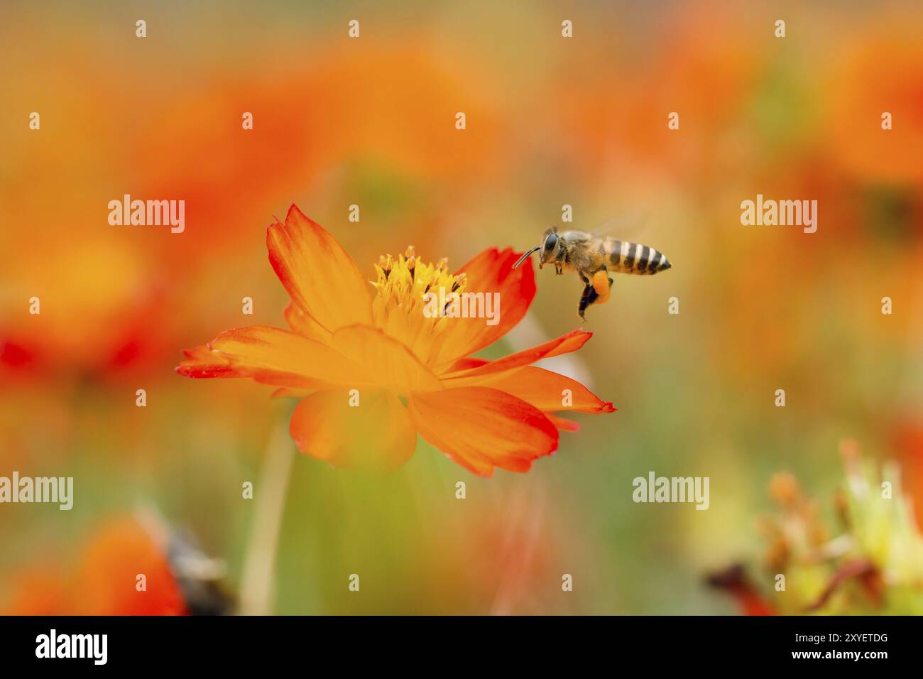 Fullcolor hi-res stock photography and images - Alamy