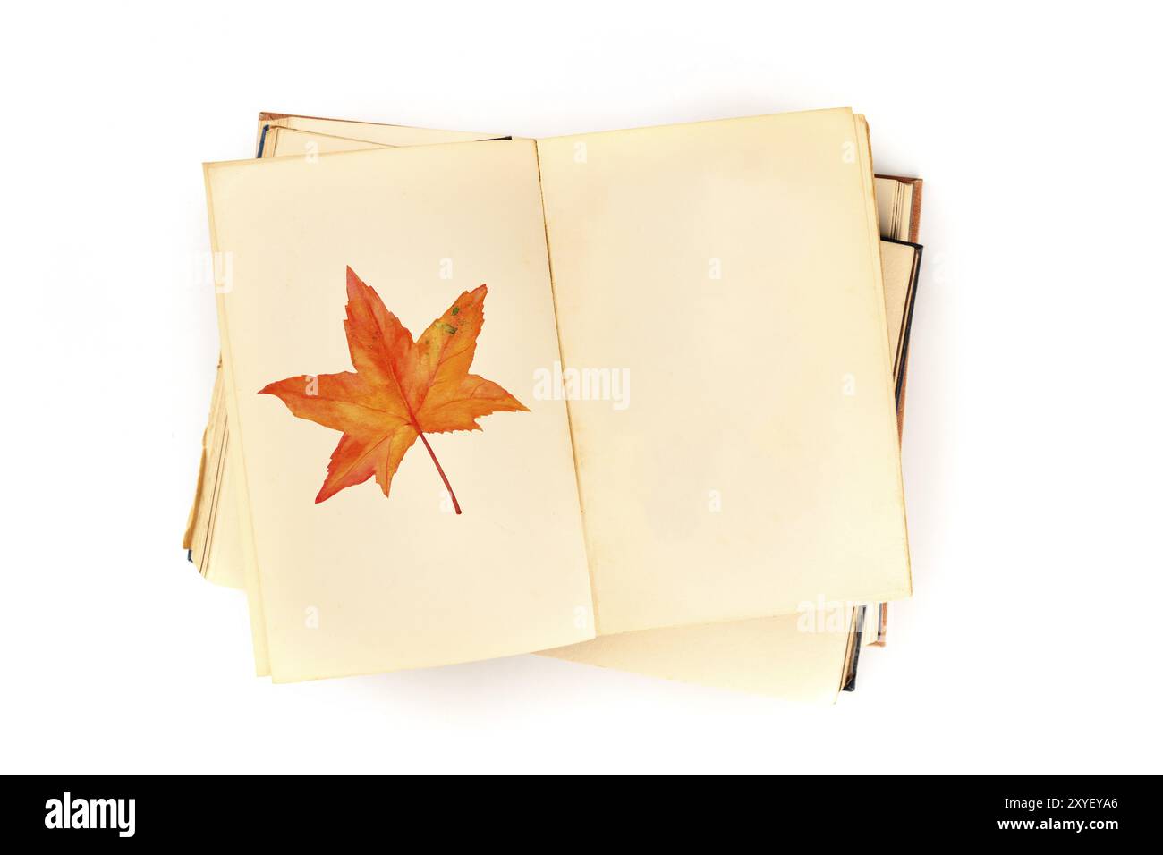 Autumn design template. An open botanical journal with a watercolour drawing of a fall leaf. A book on nature studies mock-up, shot from the top on a Stock Photo