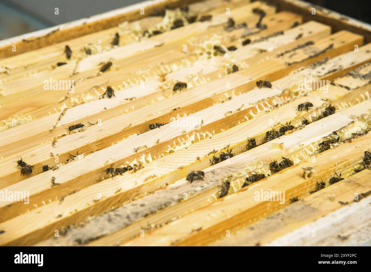 Close-up of a bee working collecting honey and crawling on a frame with ...
