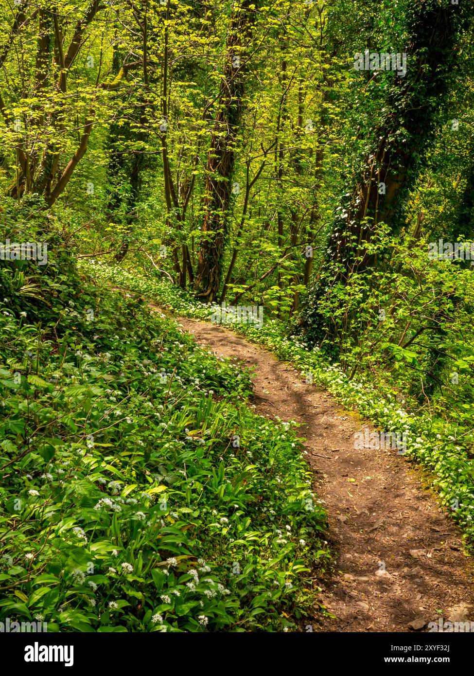 Path through woodland in spring with trees either side and empty track ...