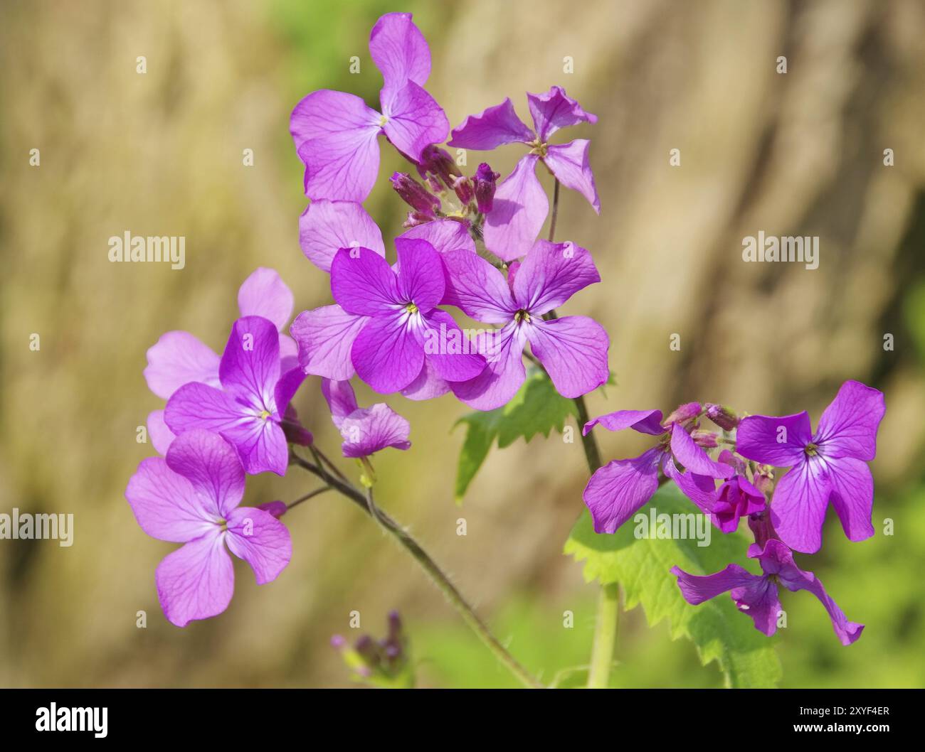 Annual silverleaf, Annual Honesty 18 Stock Photo - Alamy