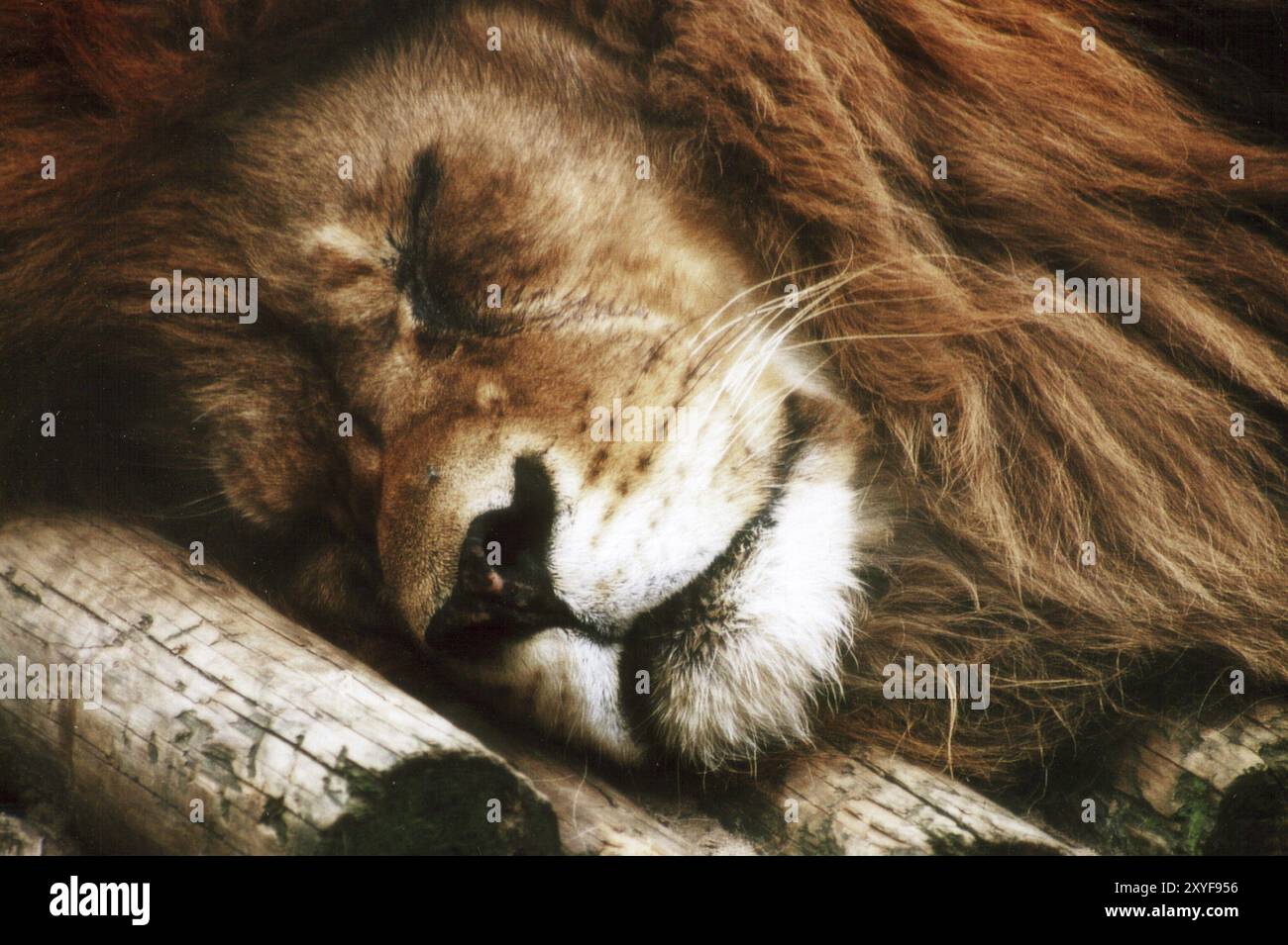 Lion taking break hi-res stock photography and images - Alamy